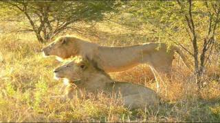 "Born Free" By: John Barry