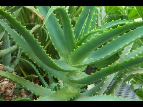 Алоэ Лечебные свойства