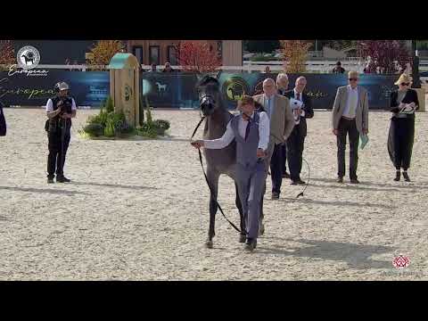 N.52 ANTARES KALLISTE - European Championship 2020 - Prague - Colts 2 Years Old (Class 5A)