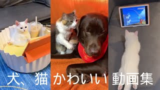 【犬猫】ハプニング　おもしろ犬 猫　動画集
