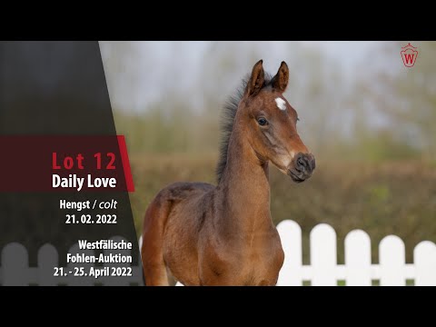 Fohlen-Auktion Lot 12 Daily Love Hengst v. Donier - Love Me