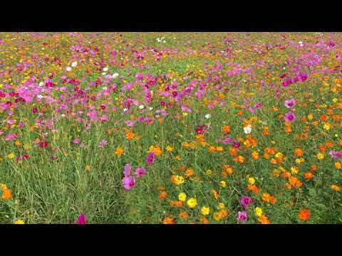 download lagu mp3 mp4 Flower Fields In Georgia, download lagu Flower Fields In Georgia gratis, unduh video klip Flower Fields In Georgia