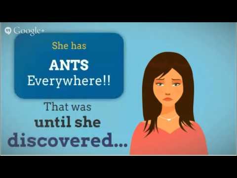 Ant Control Boric Acid  Ant Control Companies In Champaign