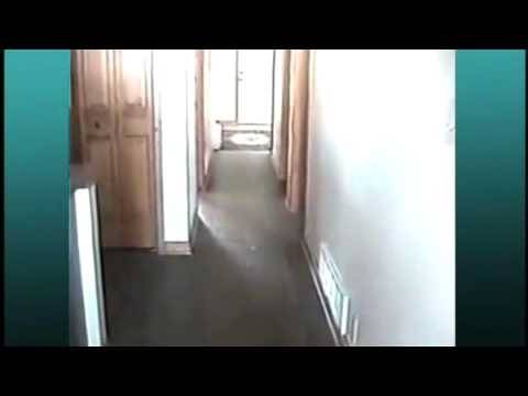 March 31: Feel Good Moment of the Day: Lamb Bounces From Room to Room - THE BONNIE HUNT SHOW