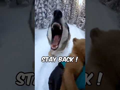 😭🐻He was trembling in my arms... 😭🐻 #bear #wildliferescue