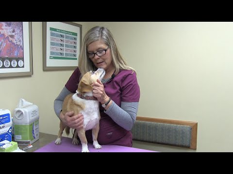 How to give insulin to your pet