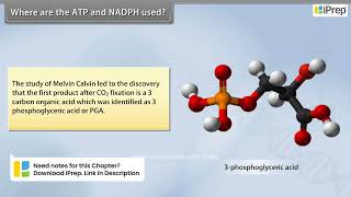 Where are The ATP and NADPH Used | Photosynthesis in Higher Plants | Biology | Class 11th | iPrep