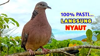 Download lagu The sound of the Gacor Turtledove bird calling its friends to make it sound mp3