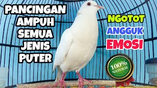 Download lagu Pancingan AMPUH semua jenis puter-Burung puter putih mata merah ALBINO ngotot ngangguk EMOSI mp3