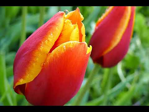 Tabanka Djaz   Nha Corçon  tradução PT_x264.mp4