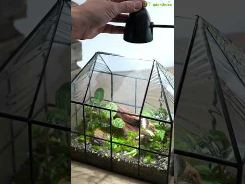 蝶を庭に引き寄せる理由と方法を知りたいですか？生物学的連鎖におけるそれらの役割は何ですか?  庭園