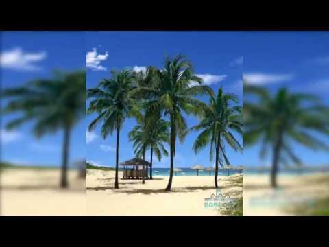 Seashore Palms Live Wallpaper Video