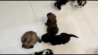 Lhasapoo Puppies Videos
