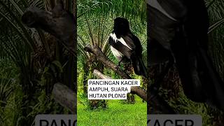 Download lagu PANCINGAN KACER SUARA BETINA MEMANGGIL JANTAN #kacer #kacergacor #kicaumania mp3 Download lagu PANCINGAN KACER SUARA BETINA MEMANGGIL JANTAN #kacer #kacergacor #kicaumania mp3