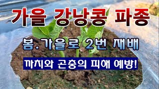[텃밭농부 2,035]  가을강낭콩 파종하고 보호 해 주는 방법. #강낭콩재배 #kidney bean.