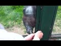 動人！黑猩猩比手語：請開門放我出去