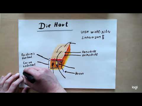 Die Haut - kurze Beschreibung