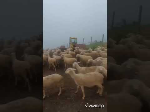 Tatin Qehaja 30-05-021