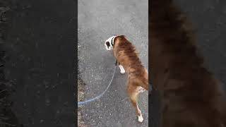 Video preview image #1 Mutt Puppy For Sale in Rustburg, VA, USA