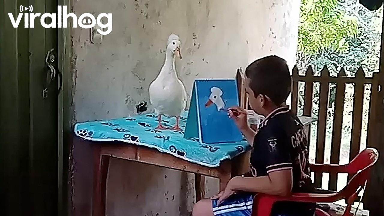 Duck Models For Little Artist || ViralHogDuck Models For Little Artist || ViralHog