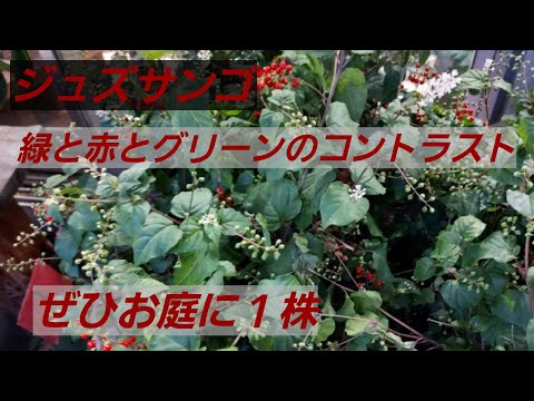 園芸 レンギョウ、ガエナリ、ゴールデンサンゴ