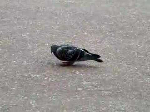 Headbanger! Noshin' pigeon