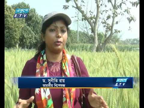 মেহেরপুরে ব্লাস্ট রোগ প্রতিরোধে গবেষণা