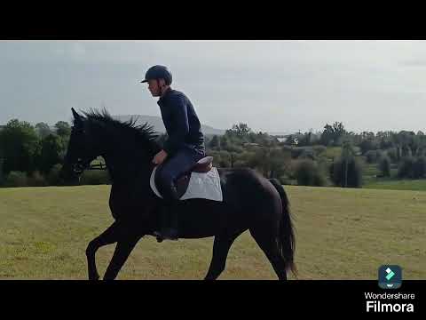 5yr old Mare 155cm - Image 2