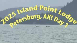 Back To Island Point Lodge- Petersburg AK! This Time With Orcas!
