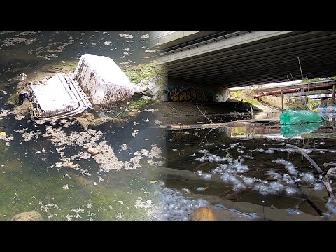 Ponovo haos u Čukaričkom rukavcu, mrtve ribe na sve strane