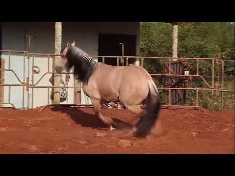 29  GUNNER DUN’IT HY