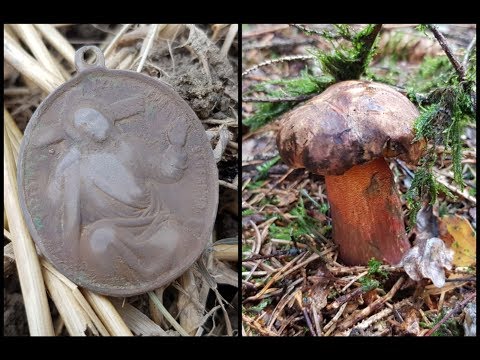 Der Bayern Sondler Teil 124 - Die Invasion der Gallenröhrlinge