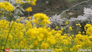 preview picture of video '広島の風景2015春 花見「井仁の棚田の桜と菜の花」04.09 Scenery of Hiroshima Spring,Cherry Blossom viewing,Ini Tanada'