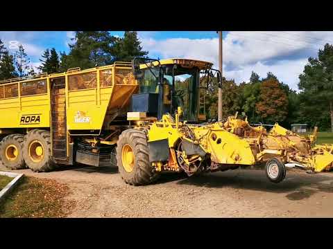 Vervaet Ropa Tiger V8 galima ir nuoma, kombainai