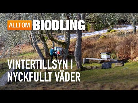 Vintertillsyn i nyckfullt väder | Biodling
