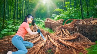 Dig Tons of Wild Ginseng (Nhân Sâm) Underground Go to Countryside Market Sell | Phuong Farm Life