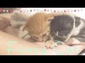 【かわいい】子猫の吸い付きスゴい【10日目】〜cute cat〜