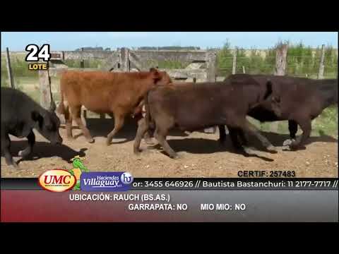 Lote 70 Terneros en Rauch, Buenos Aires
