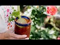 Easy Spicy Michelada Mexican Beer Cocktail