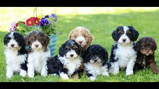 Video preview image #1 Cavapoo (Miniature) Puppy For Sale in QUARRYVILLE, PA, USA