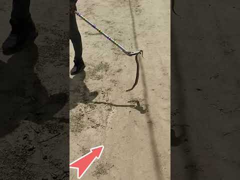 R.V.Snake Rescue#viral #bijnorsnakesaver #youtubeshorts