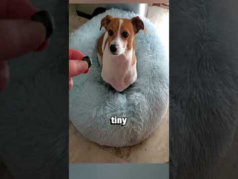 Canine Culinary Capers: The Ultimate Guide to Foods Dogs Can Eat