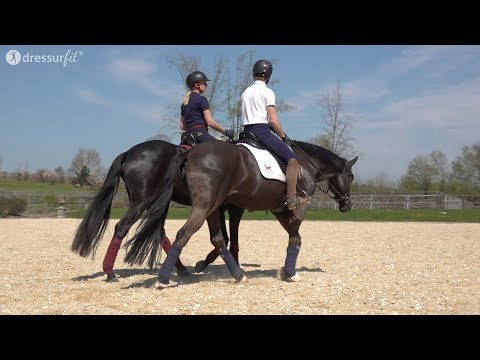 Der richtige Umgang mit Rückschlägen beim Reiten