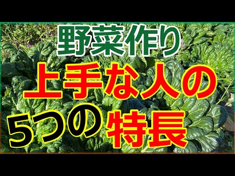 トマトを鍋に入れるための 5 つのヒント 植物