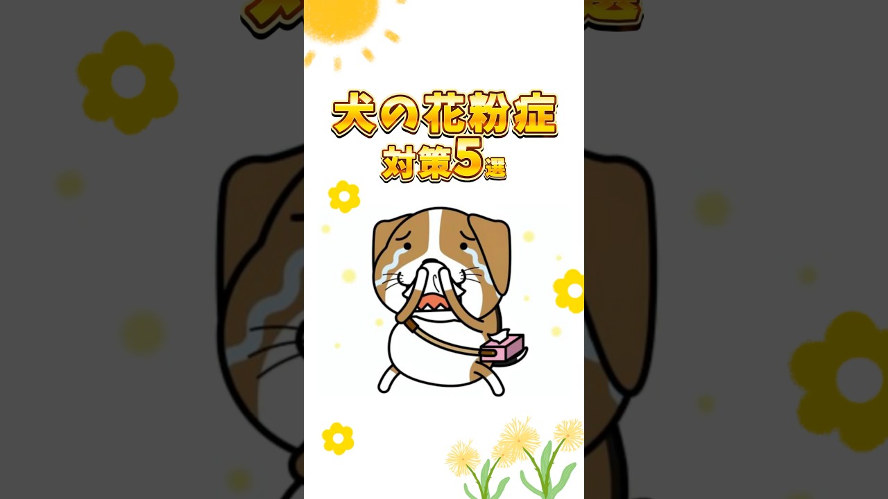 犬にも花粉症があるの知ってた？今回は対策できる5つのことを　紹介したよ✨できることからやってみてね🌼