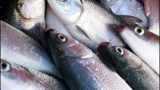 Download the video "MILK FISH #BANGUS #jhomskie fishing TV #catching milk fish."