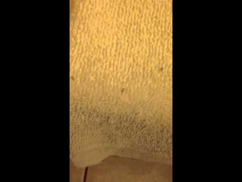 Busy Elves in budget inn