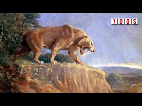 A Dwarf Sabretooth Cat Discovered | 7 Days of Science