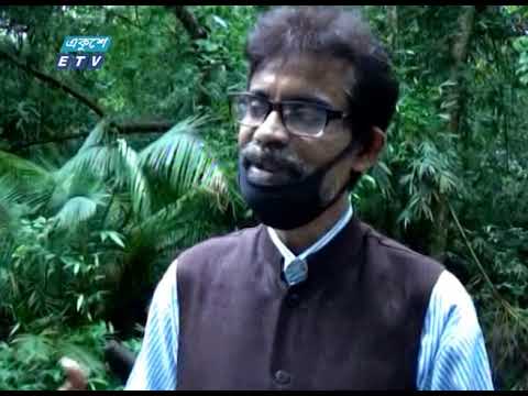 বর্ষায় লাউয়াছড়ার সবুজবন হয়ে উঠে মোহময়