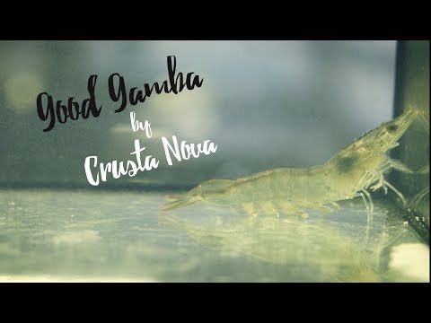 Bayerische Garnelen: Good Gamba von Crusta Nova. Gourmondo Unterwegs